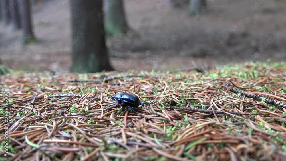 A black beetle crawls over fallen needles on mossy ground in a forest - closeup A black beetle crawls over fallen needles on mossy ground in a forest - closeup