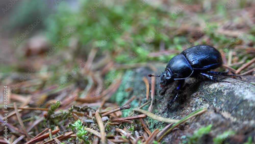 A black beetle in a forest stands still and moves its antennae, then starts forward - closeup A black beetle in a forest stands still and moves its antennae, then starts forward - closeup