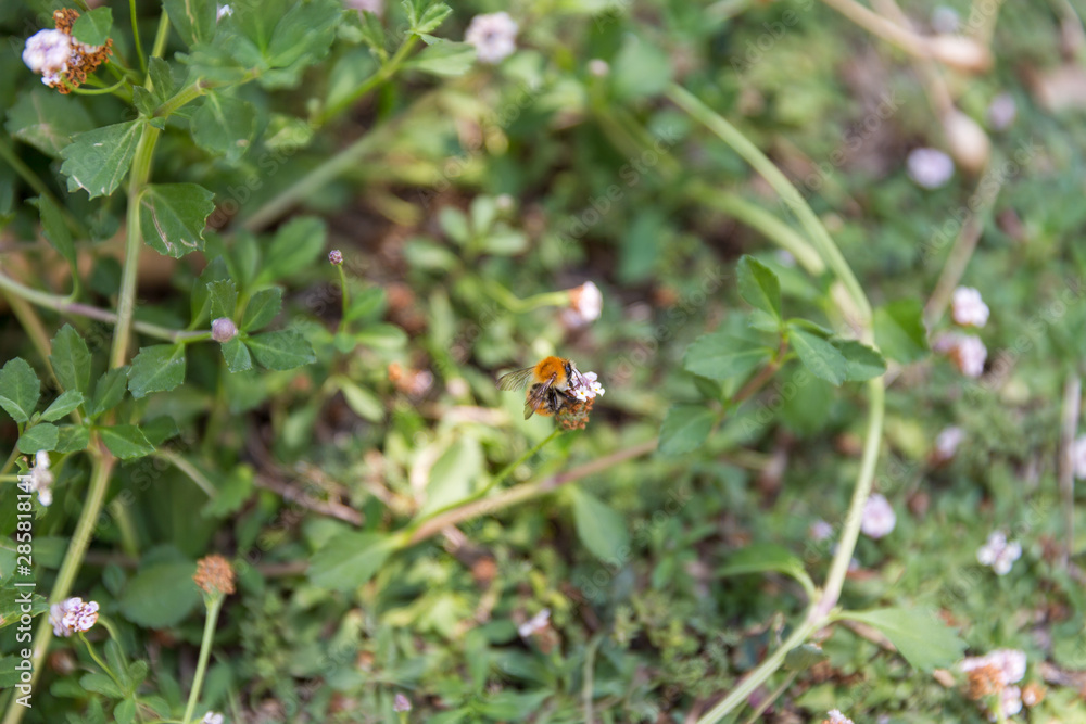 Bumblebee (bombus pascuorum) foraging in a garden Bumblebee (bombus pascuorum) foraging in a garden
