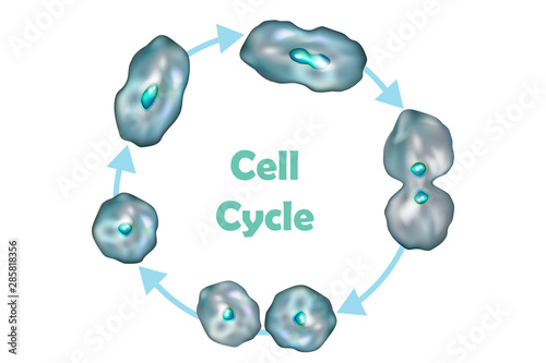 Cell Cycle (Cell division): from quiescence, Growth and DNA replication to Mitosis and Cytokinesis. 