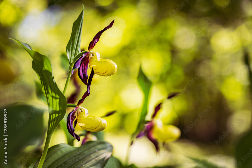 Obraz premium Lady's Slipper Orchid flower. Yellow with red petals blooming flower in natural environment. Lady Slipper blossom bloom. Cypripedium calceolus.