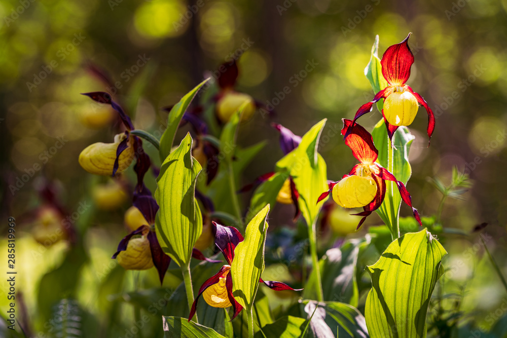 Obraz premium Lady's Slipper Orchid flower. Yellow with red petals blooming flower in natural environment. Lady Slipper blossom bloom. Cypripedium calceolus.