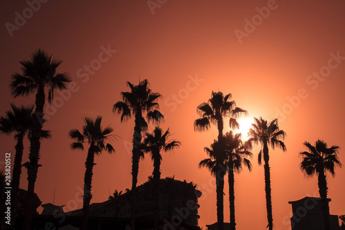 A Silhouette of Palm Trees at Sunset, captured on Tropical Destination, in Turkey. Summer holiday. Warm tones