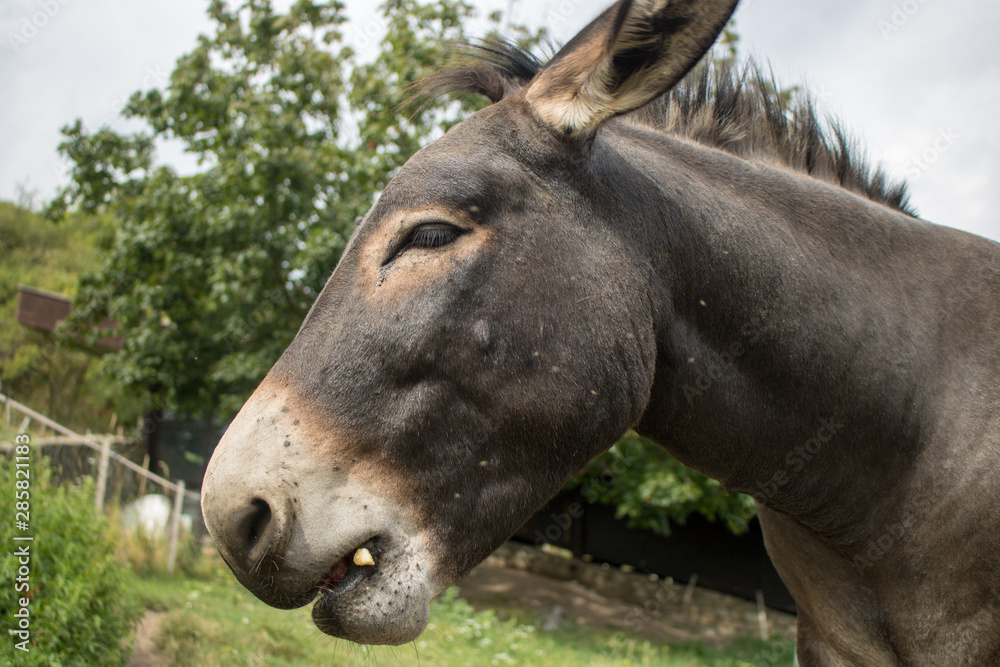 Donkey is resting on the floral spring field Donkey is resting on the floral spring field