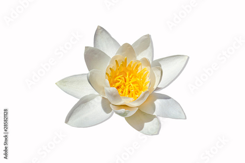 European White Waterlily, Water Rose or Nenuphar, Nymphaea alba, flower close-up. Isolated white background.