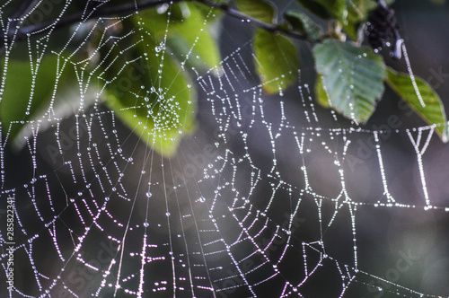 Morning light shining through the center of a spider web covered in dew and strung in a tree with individual dew drops visible