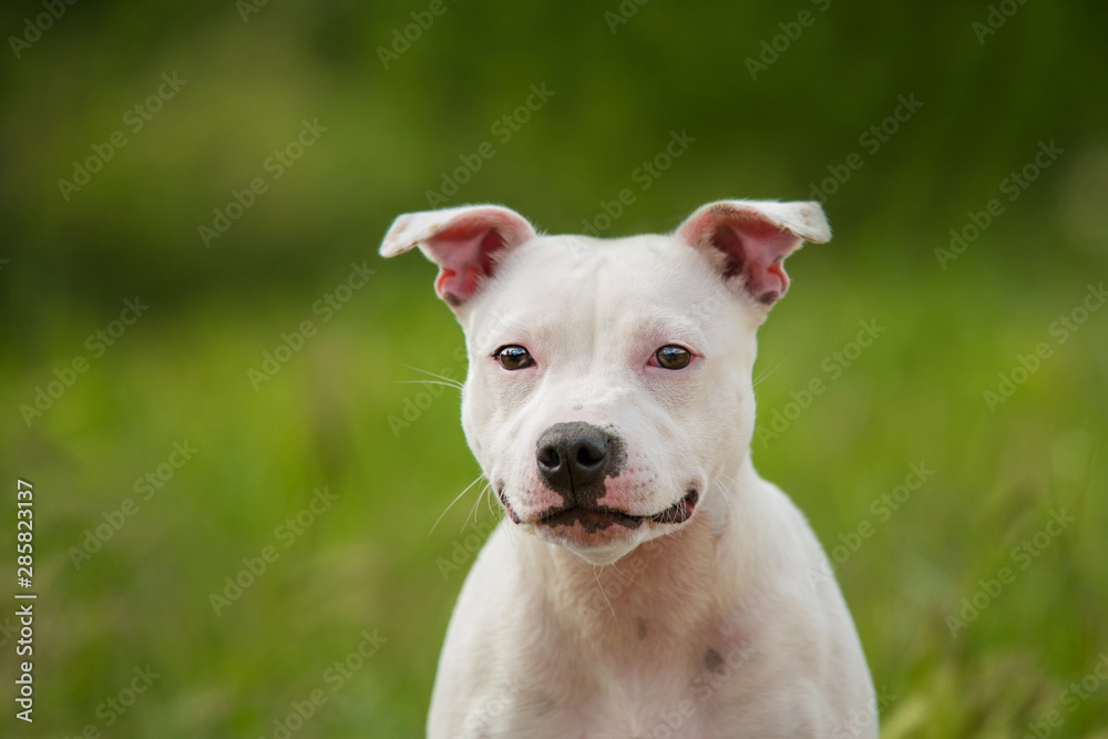 Portrait of a staffordshire bull terrier