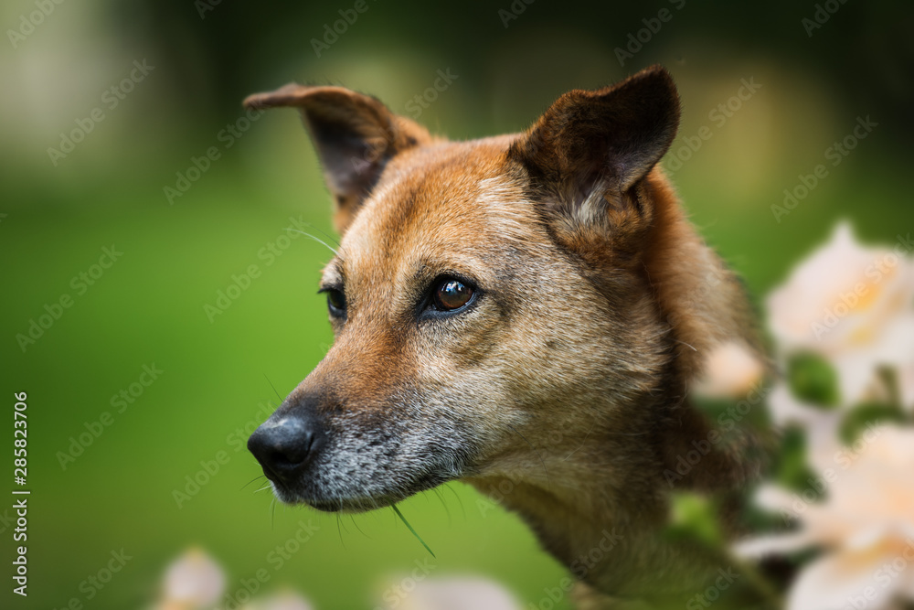 Portrait of a old cross breed dog Portrait of a old cross breed dog