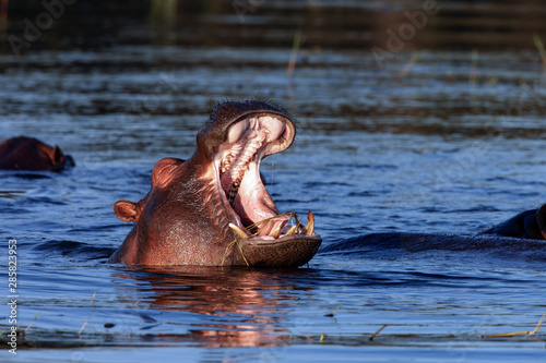 Hippopotamus in the Chobe River - Botswana