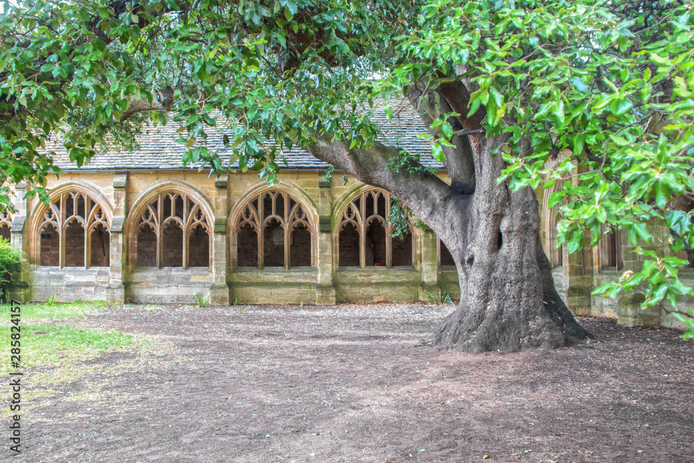 Ancient cloister in Oxford, UK with two hundred year old tree in summer.