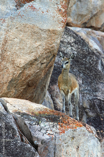 Female Klipspringer - Etosha National Park - Namibia photo