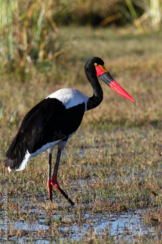 Saddlebilled Stork - Okavango Delta - Botswana photo
