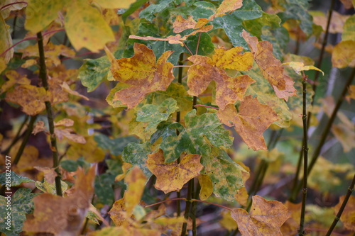 Fall Leaves