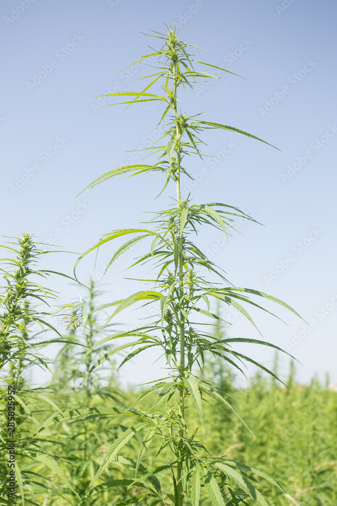 Sunny day on the industrial hemp field Sunny day on the industrial hemp field