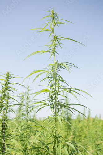 Sunny day on the industrial hemp field