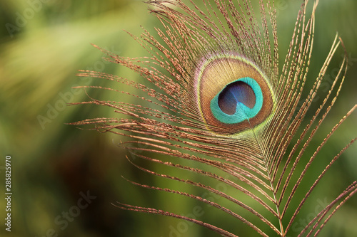 Peacock Feather Images