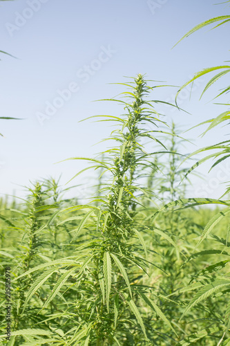 Sunny day on the industrial hemp field