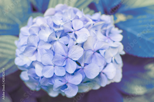 Hortensia flower, hydrangea flower,  flower background
Gramado, Rio Grande do Sul
