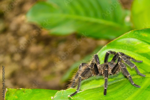 Tarantula spider on plant