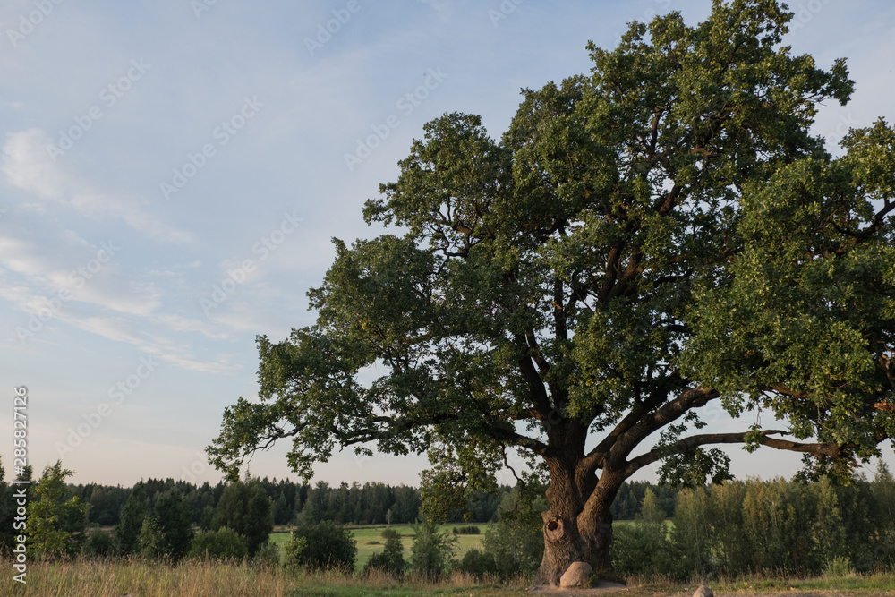 Fototapeta premium Tree against the sky. English oak, or summer oak, or ordinary oak, or English oak. A large, highly branched tree, with a huge crown and a powerful trunk. Reaches a height of 20-40 m. Can live up to 20