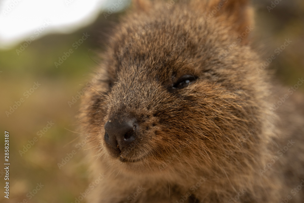 Quokka - Rotnest Island Western Australia Quokka - Rotnest Island Western Australia