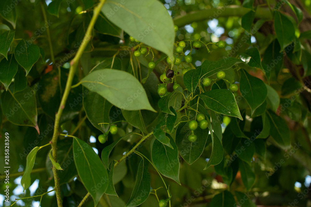 Little green berries on a tree.