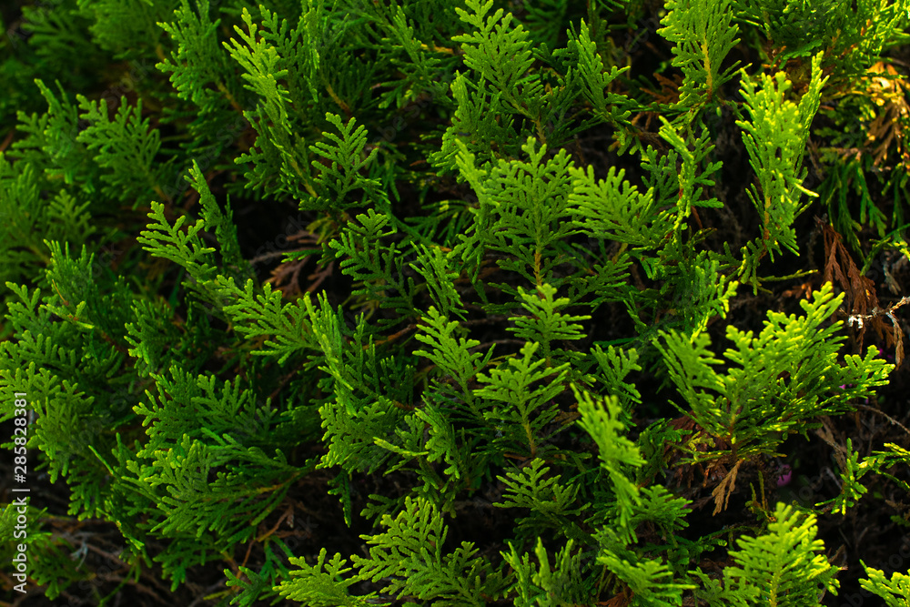 Texture of young spruce branches Texture of young spruce branches