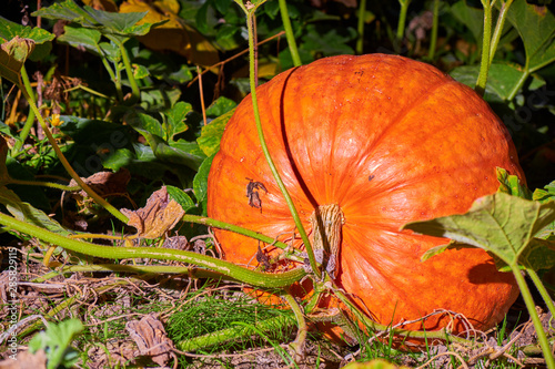 Large pumpkin growing in a garden isolated