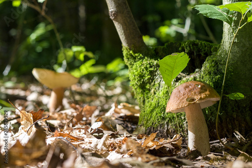 two boletus in sunny forest