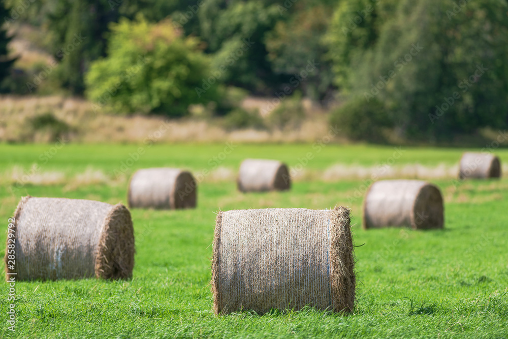 Hay bales on a green cropfield during a late summer day