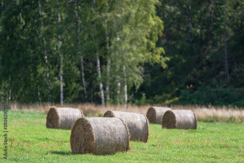 Hay bales on a green cropfield during a late summer day