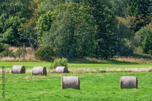 Hay bales on a green cropfi...