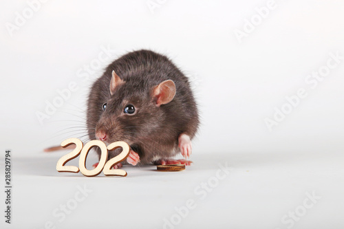 Happy New Year! The symbol of the new 2020 is the rat. A furry rat holding in its paws and nibbling a wooden digit (number) is zero.