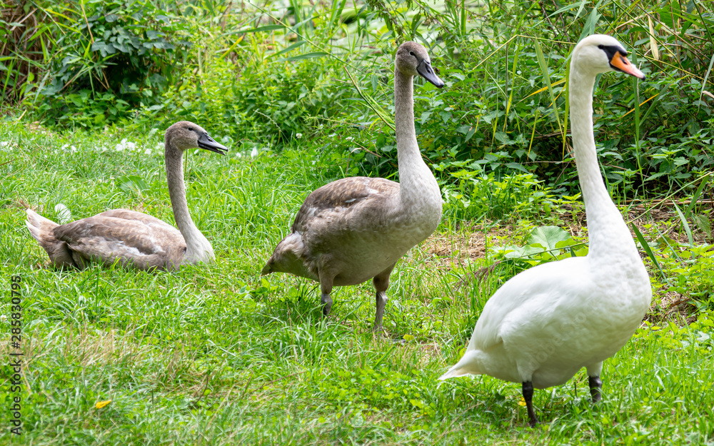 Obraz premium Swan family on the grass by the pond