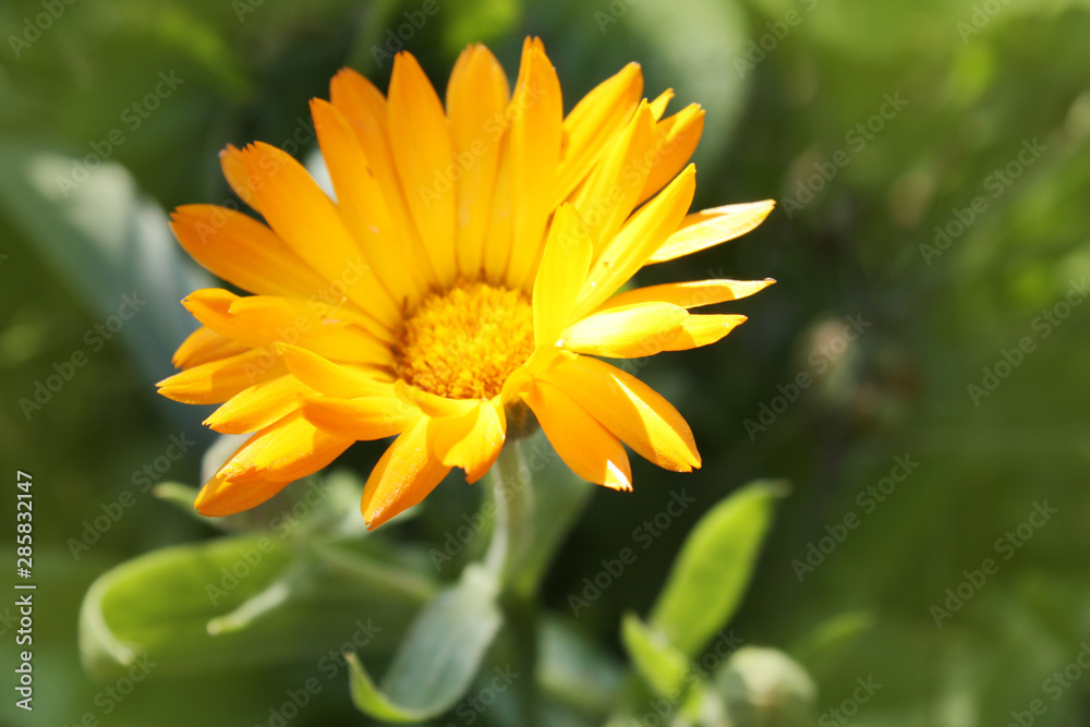 Calendula officinalis blooming in the garden. Calendula officinalis blooming in the garden.