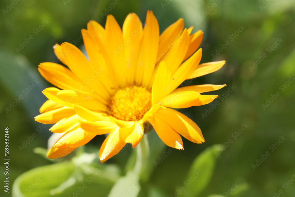 Calendula officinalis blooming in the garden. Calendula officinalis blooming in the garden.