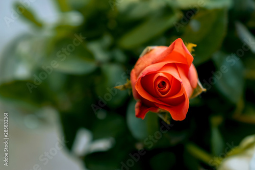 orange rose on blur background