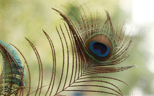 Peacock Feather Images