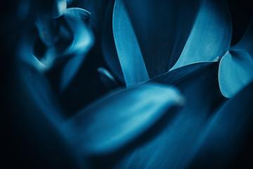 Cyan blue background abstract flora natural from flowers, macro photo