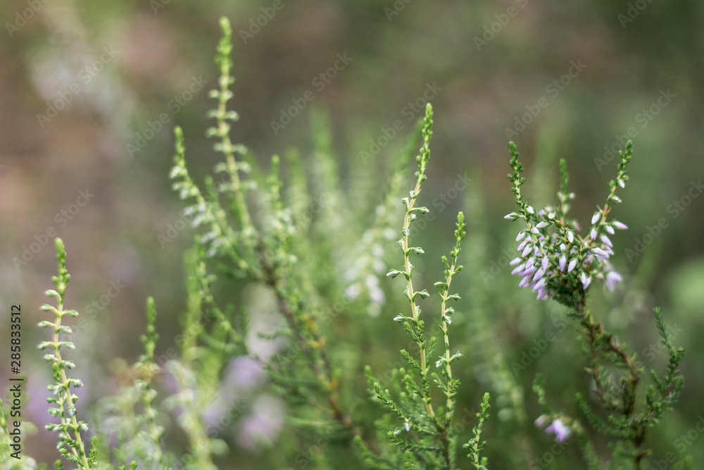 Detail of a flowering common heather (Calluna vulgaris). Amazing photo with  beautiful soft focus and light in background