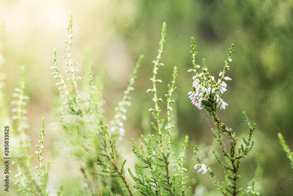 Detail of a flowering common heather (Calluna vulgaris). Amazing photo with beautiful soft focus and light in background Detail of a flowering common heather (Calluna vulgaris). Amazing photo with beautiful soft focus and light in background