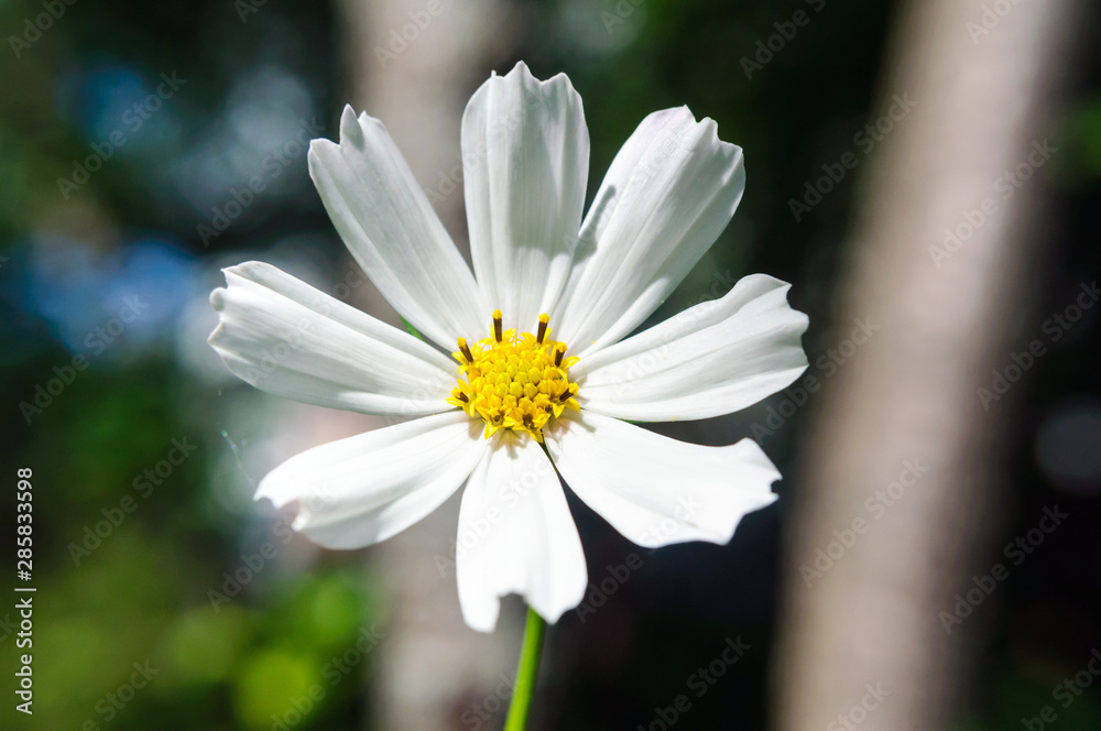 Beautiful white cosmos flower in the garden in summer. Beautiful white cosmos flower in the garden in summer.