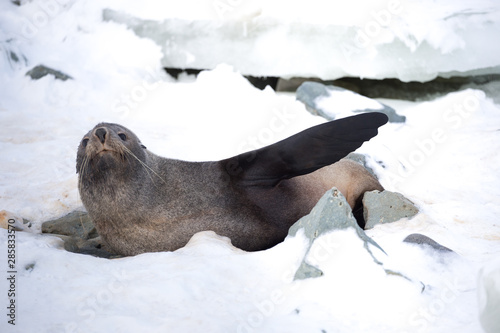 The Antarctic fur seal, sometimes called the Kerguelen fur seal, also known as Arctocephalus gazella sitting on the snow in the Antarctida.