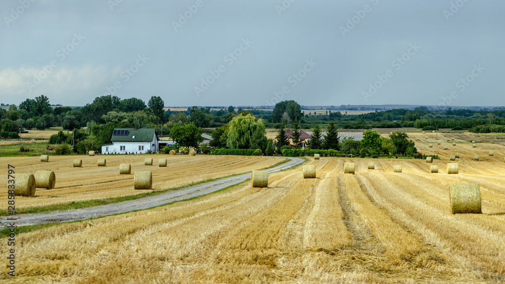 pressed straw bales on a field