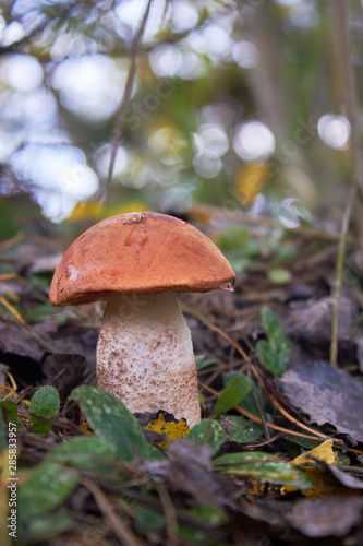 Beautiful mushroom Leccinum known as a Orange birch bolete, in a forest in autumn.