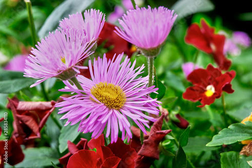 Beautiful flowers in the garden