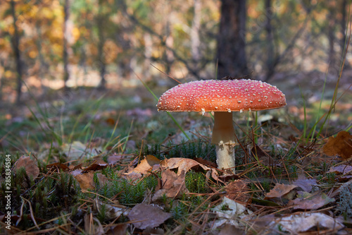 Classic red toadstool, Amanita muscaria mushrom in the autumn forest.