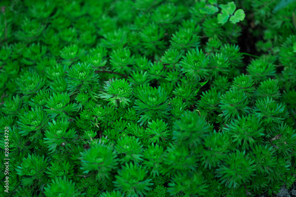 Green leaves and saxifrage rosette background, natural plant background Green leaves and saxifrage rosette background, natural plant background