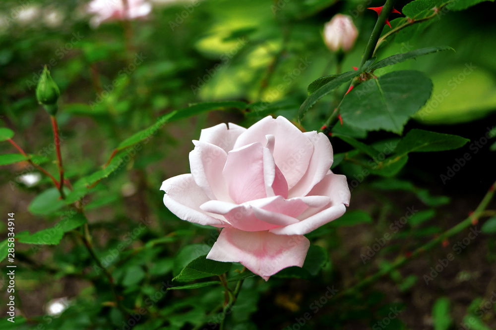 pink rose in garden pink rose in garden
