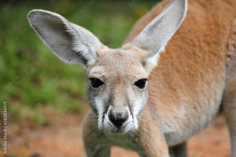 Portrait d'un bébé red kangourou Portrait d'un bébé red kangourou